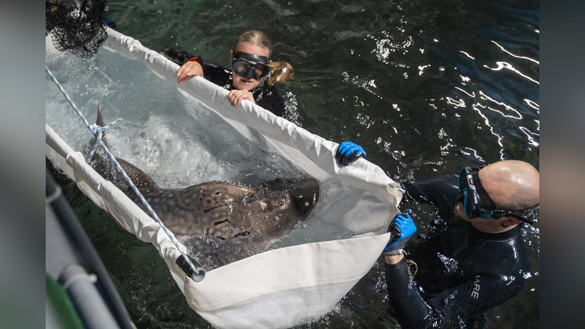 Zeldzame boogbekrog primeur voor Burgers’ Ocean