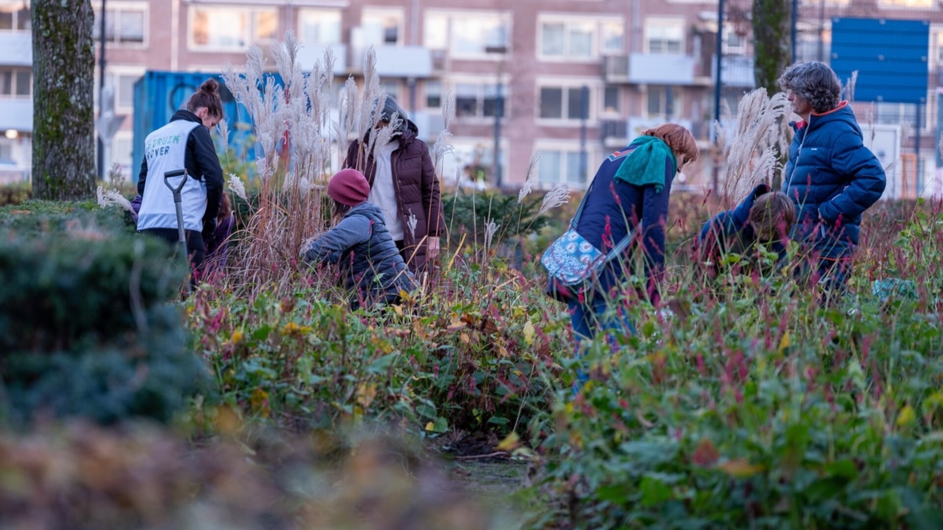 Struikroofactie geannuleerd - Adverteren Nissewaard | Groot Nissewaard ...