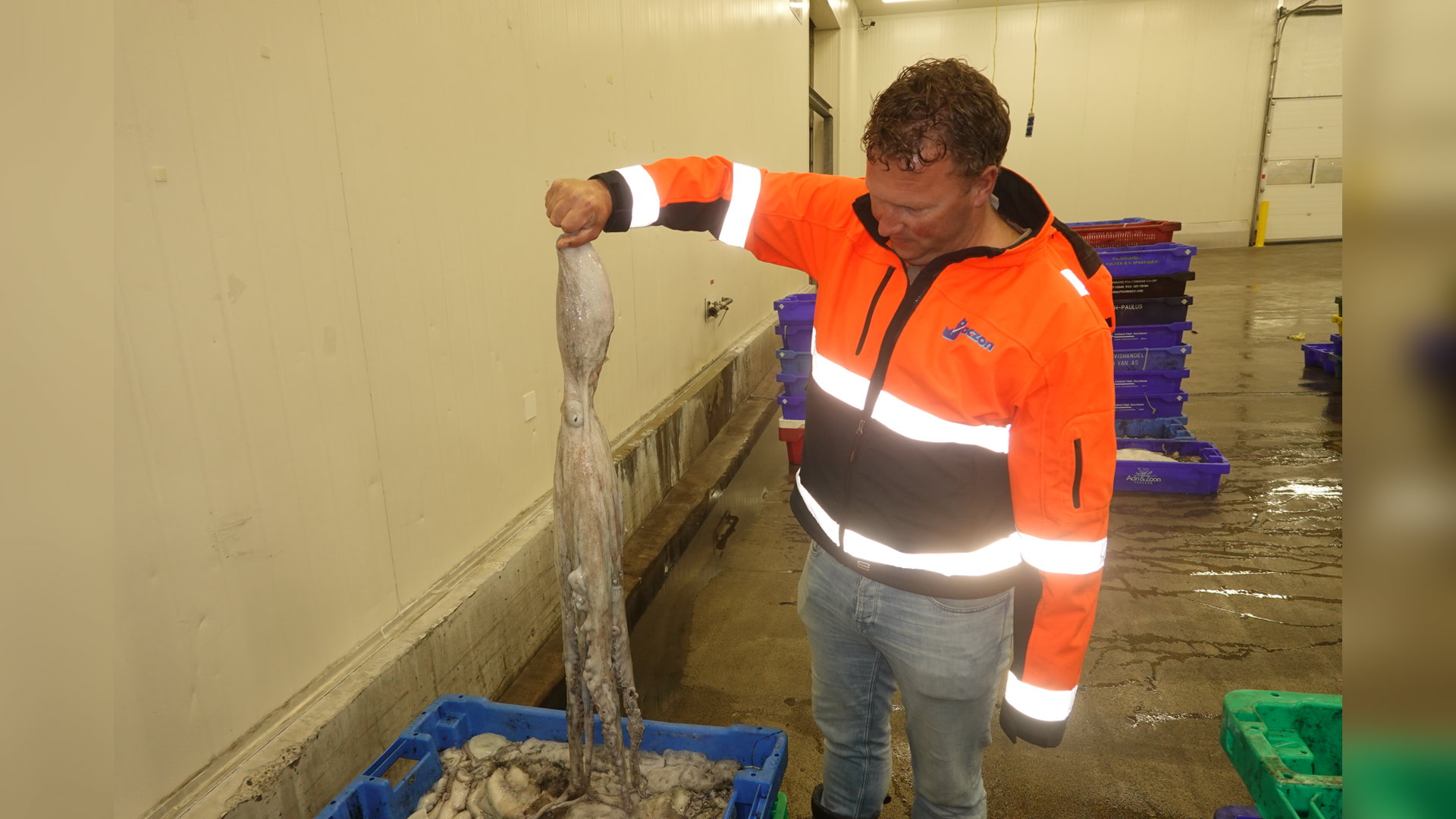 Eerste octopusaanlandingen Scheveningen