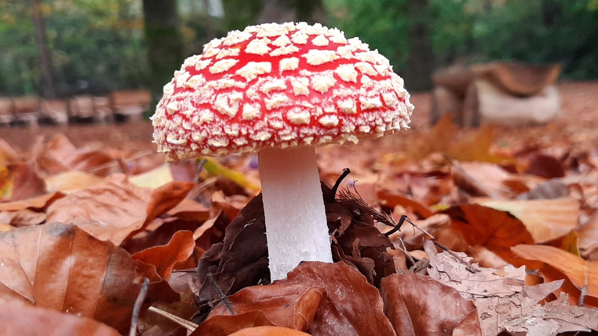 De wondere wereld van de paddestoelen