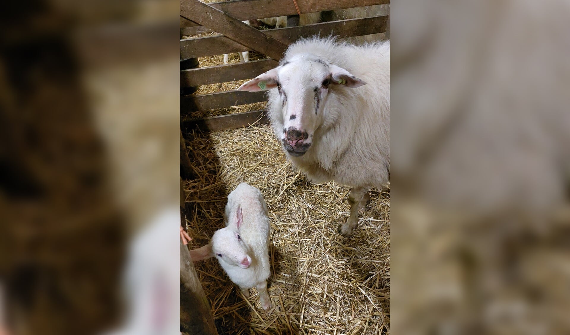 Eerste Lammetje Geboren - Nieuwsblad Schaapskooi