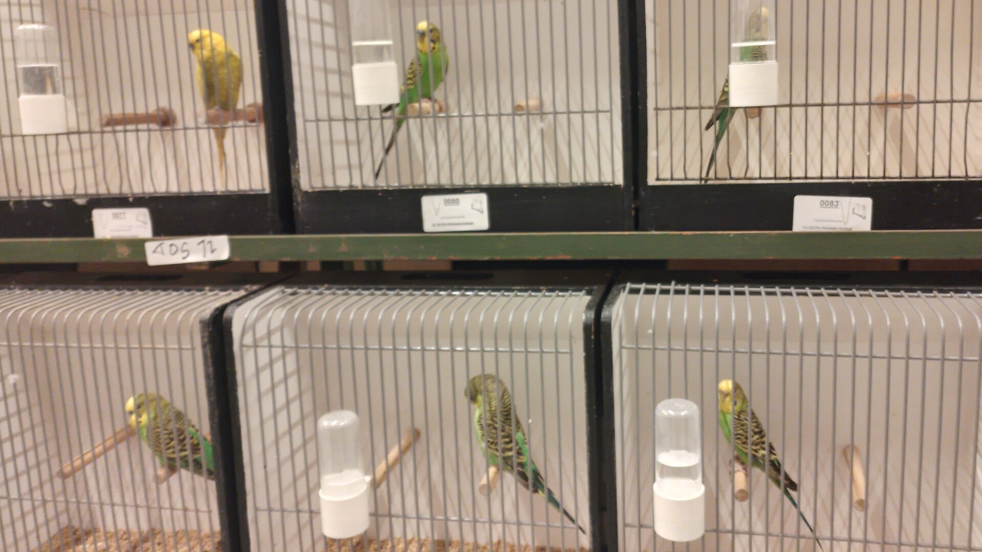 Vogelshow T.O.G en Vogelvreugd