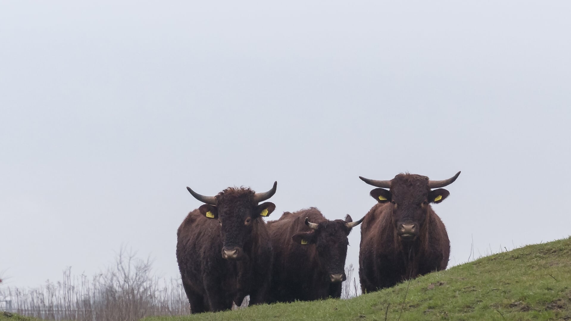 Volop leven in de Klompenwaard