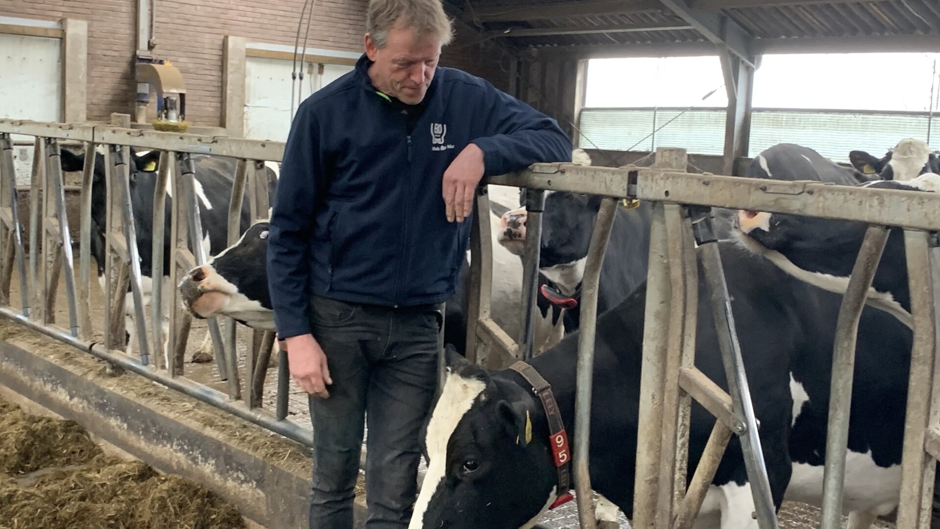 Traditionele Koeiendans Bij Biologische Melkveehouder Harold Van ...