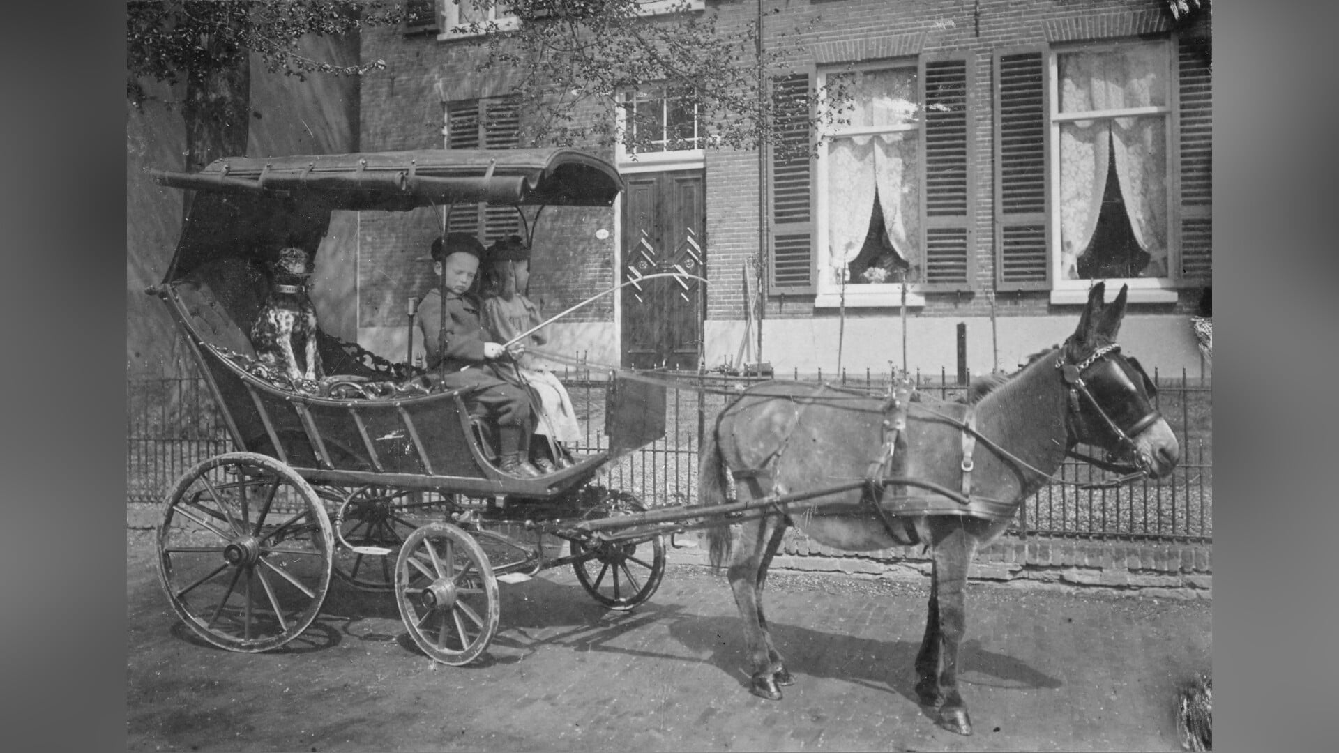 Dieren in Arnhem - Van hondenkar tot huisdier