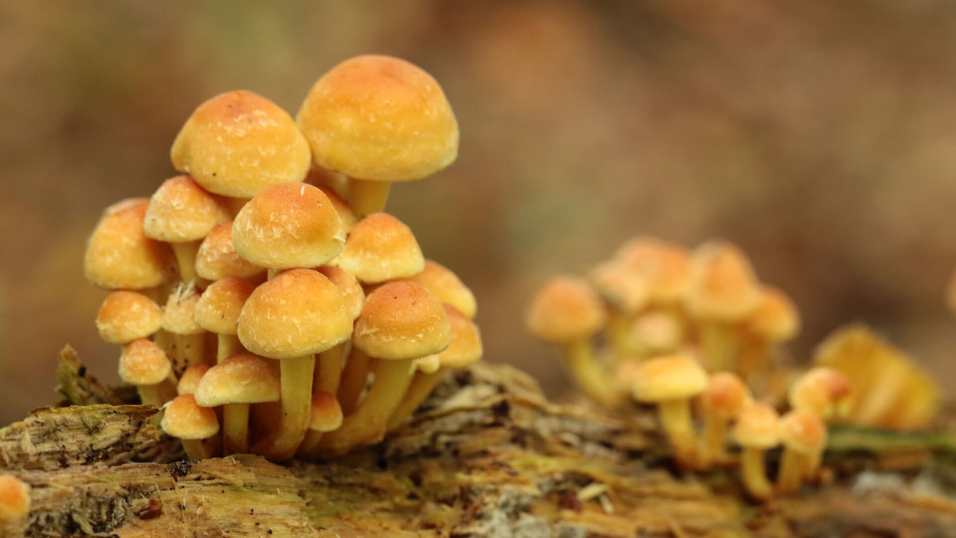 Paddenstoelenwandeling in de Byvanck