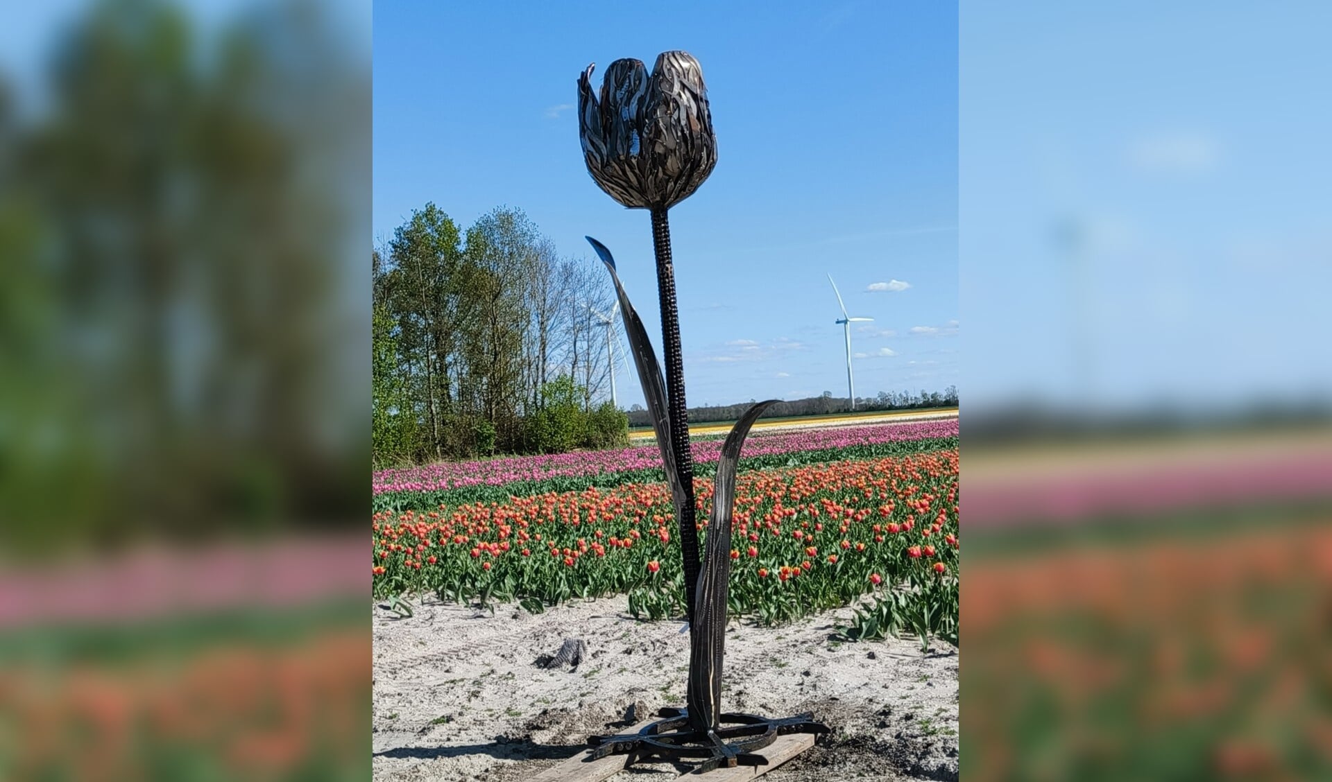 Tulpenroute Flevoland Officieel Geopend Zeewolde Actueel Uw Huis