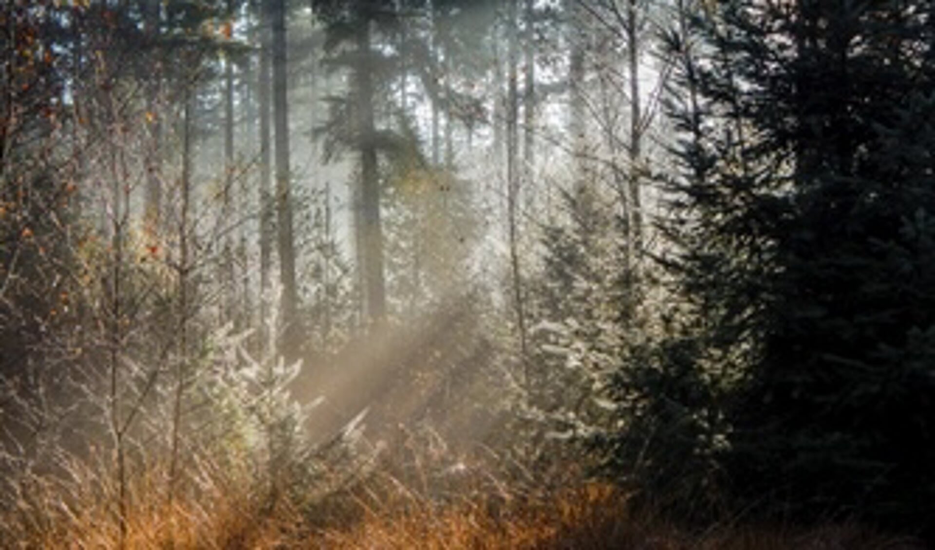 Wandelexcursie door het Leenderbos - DeMooiSonenBreugelKrant