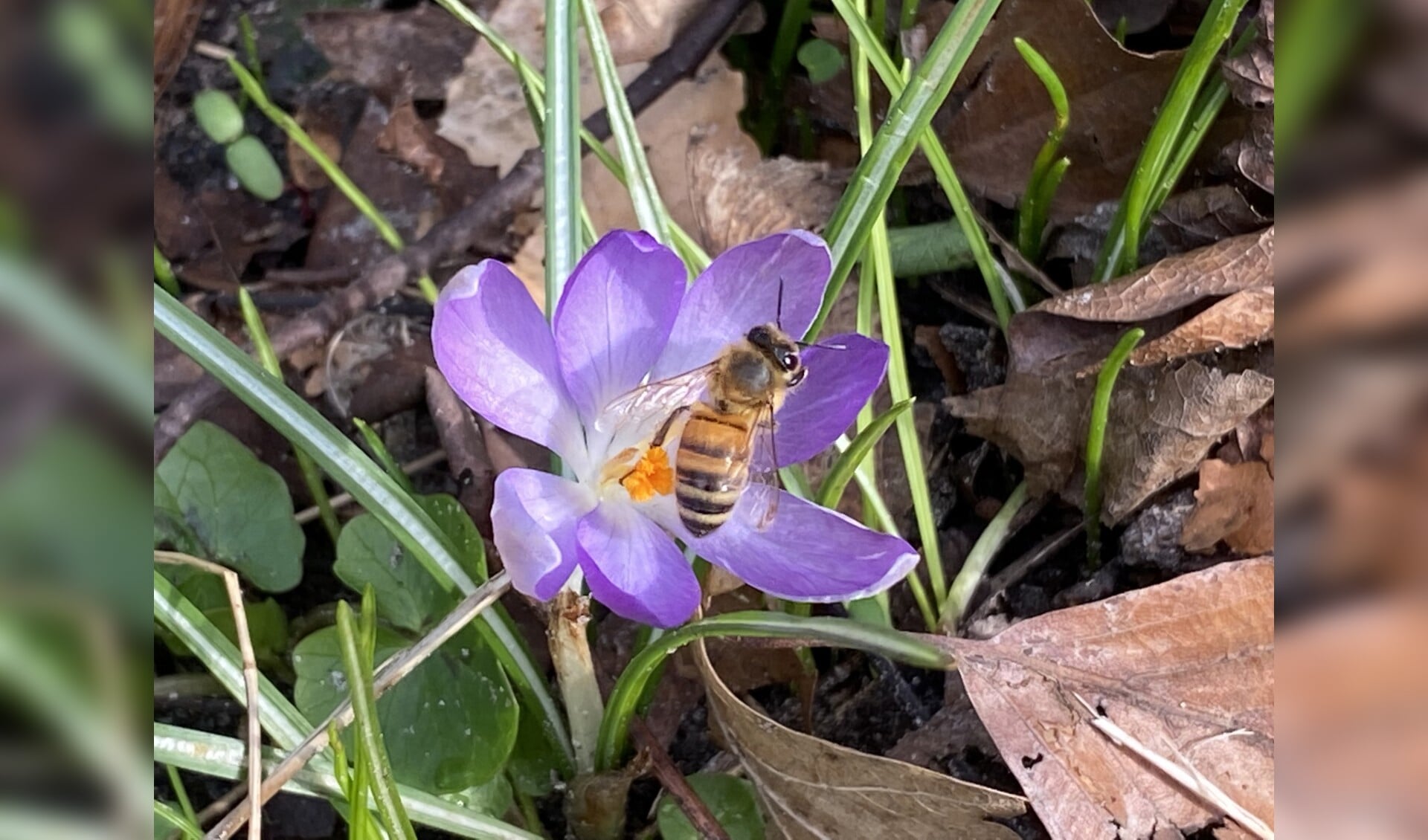 Biologische bloembollen zijn gewilder dan ooit in Vledder: Opbrengst samenaankoopactie 2024 meer dan