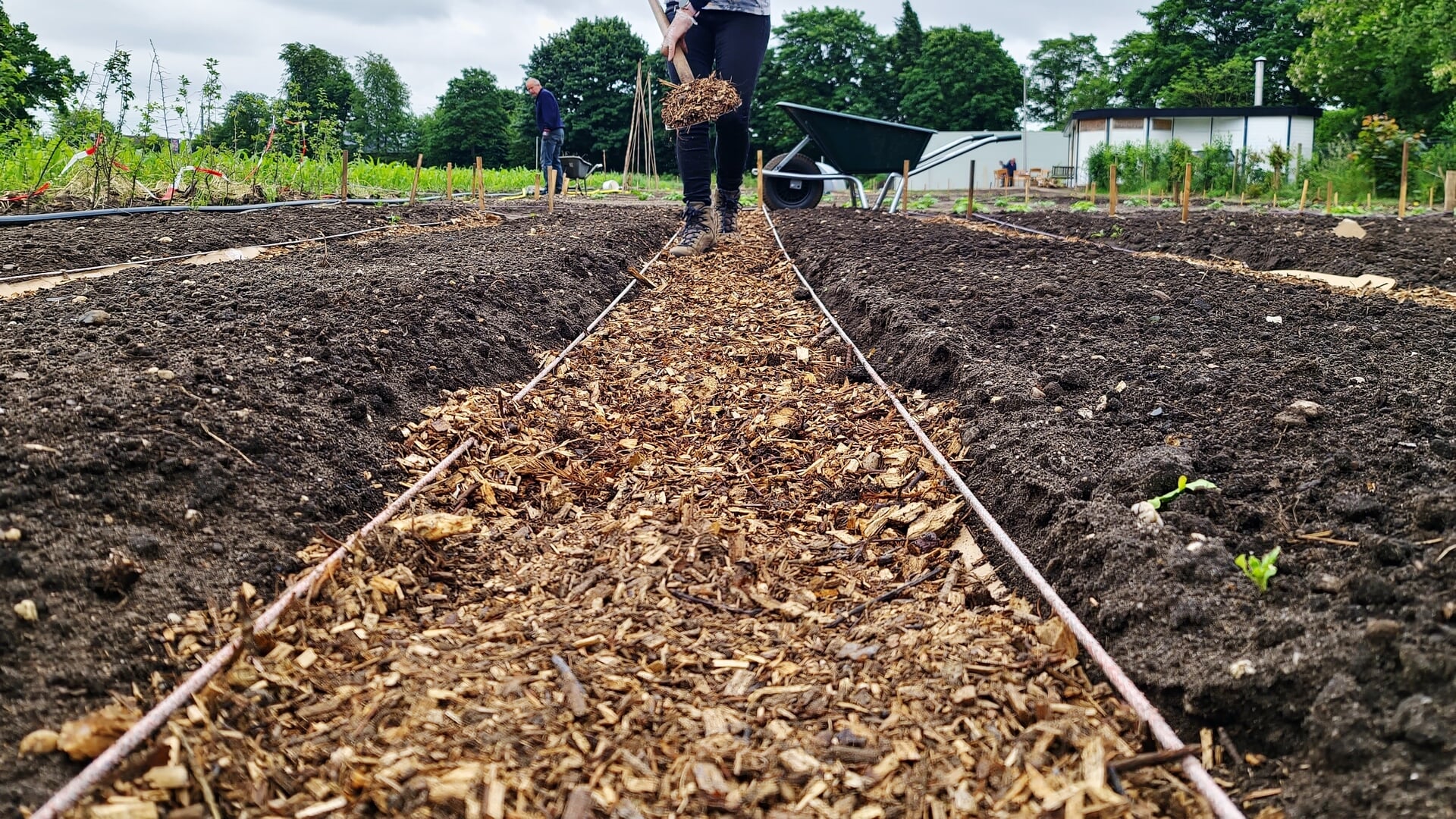 ‘Zo komen er ook 480 aardbeiplanten’