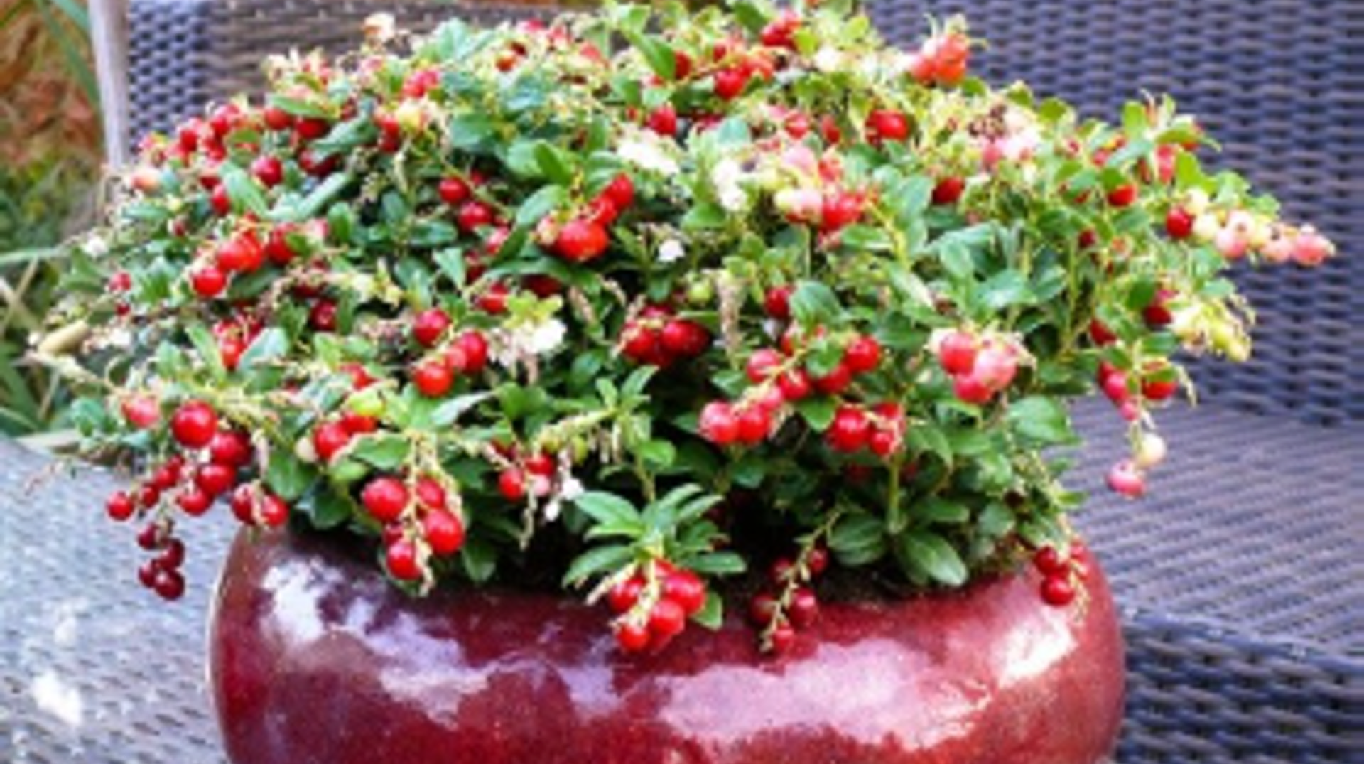 Bloemetjesactie van Gymnastiek Vereniging de Kempers