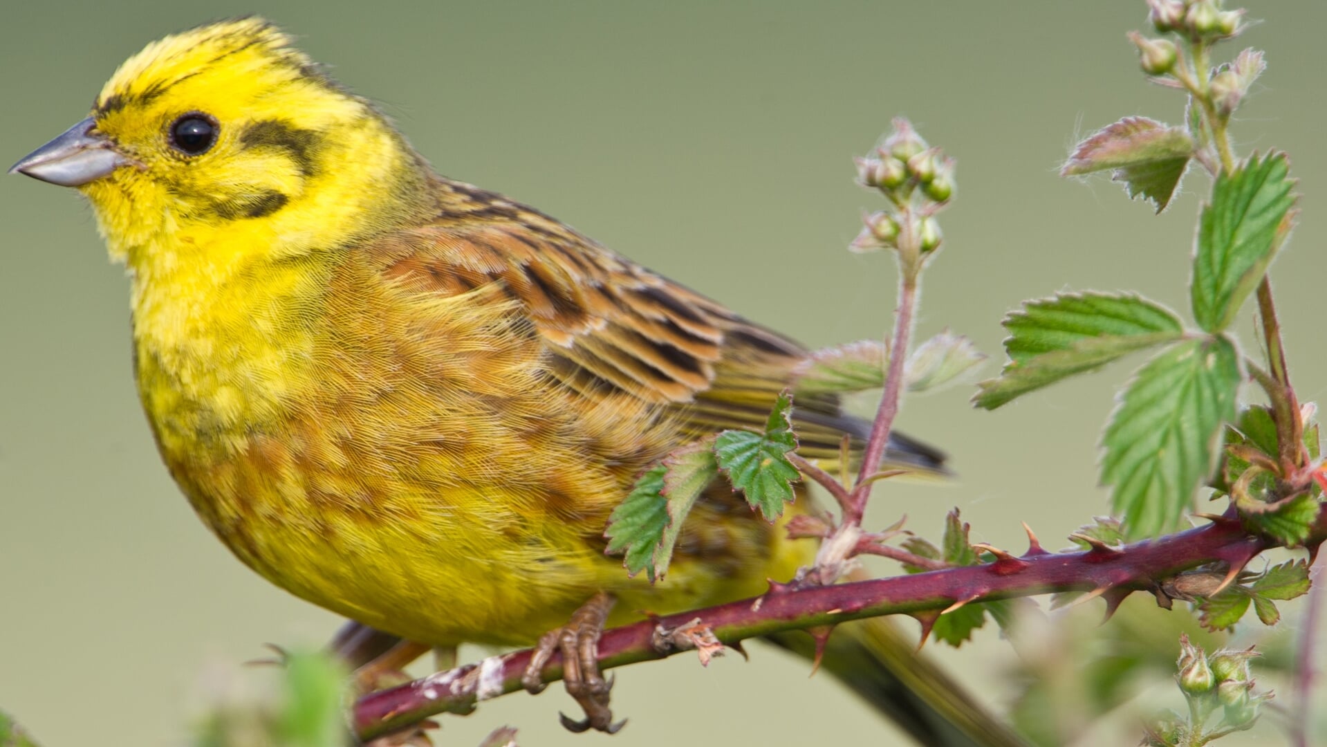 Vogelexcursie in de Maashorst in kader van Nationale Vogelweek