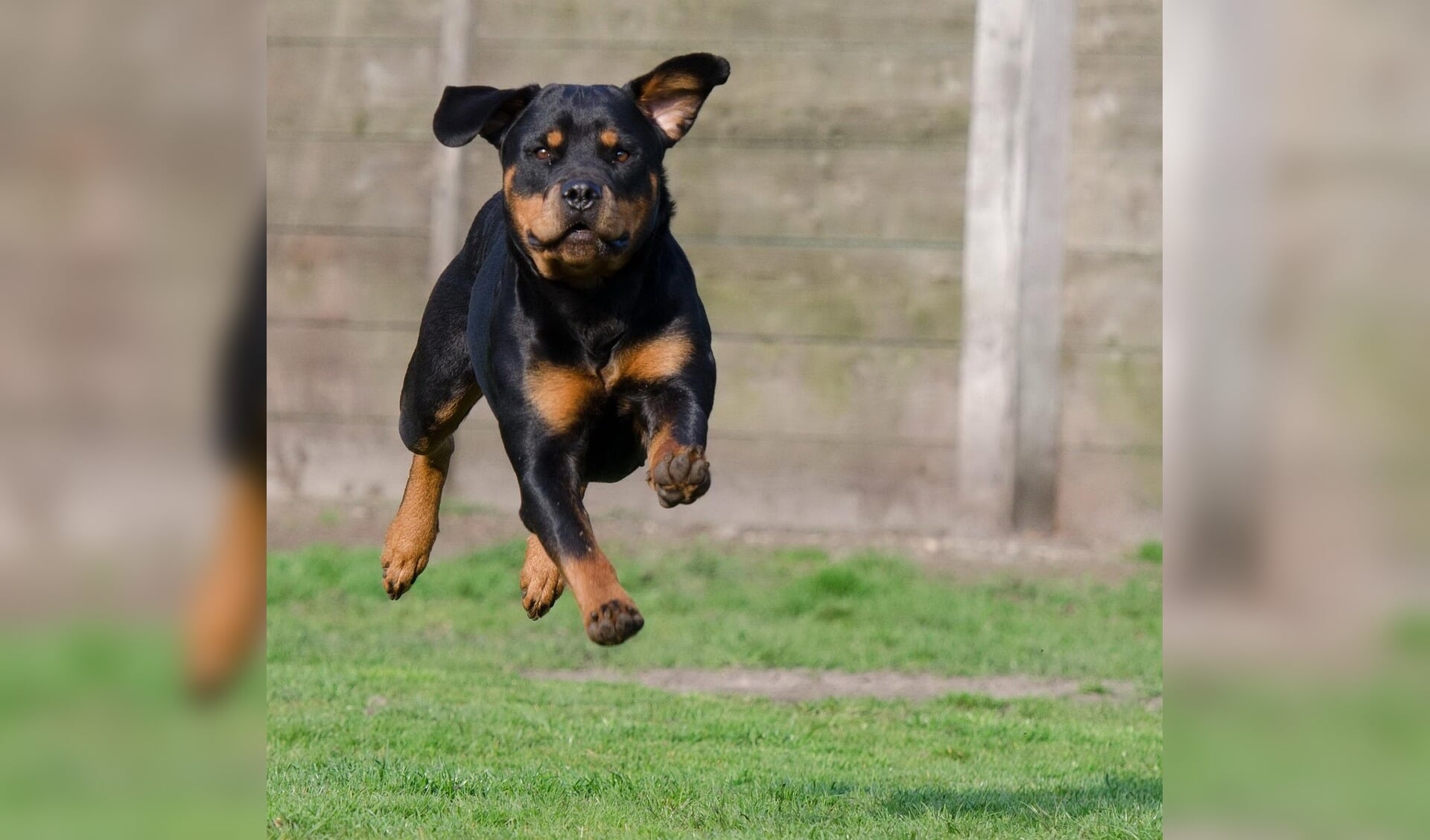 Dierenpension D’ Aanloop reageert op beschuldigingen House of Animals