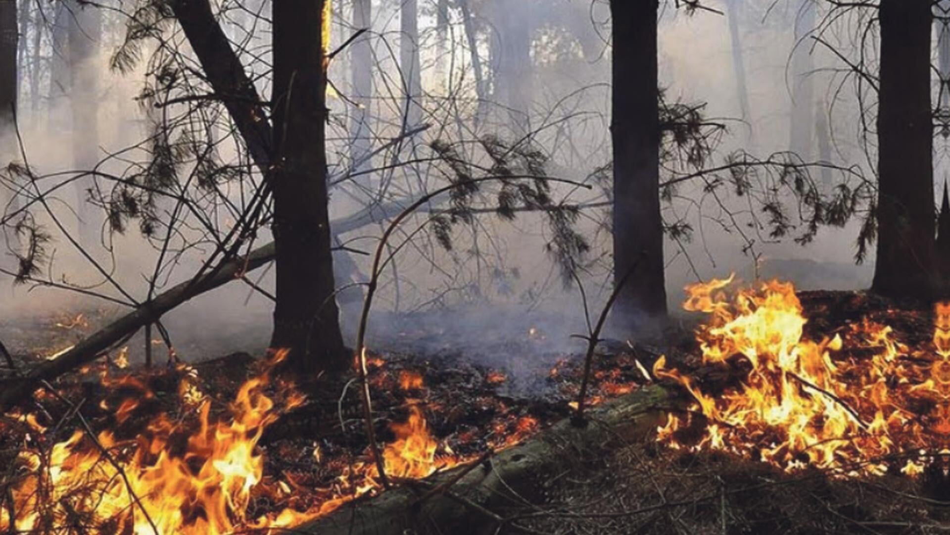 Droogte neemt verder toe: Hoe voorkom je een natuurbrand?