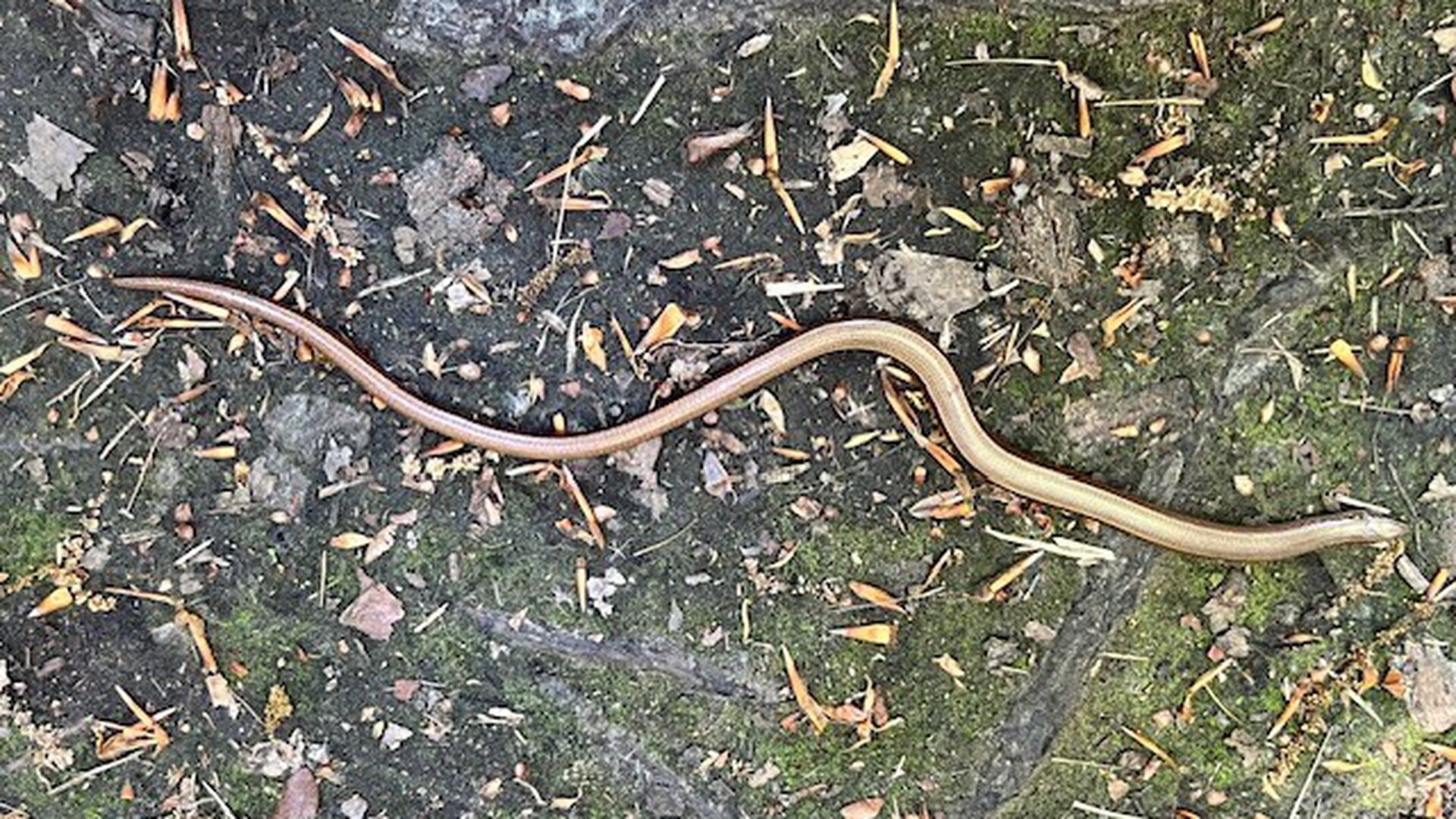 Mieke van Aarle en haar bijzondere vondst: een kronkelende hazelworm