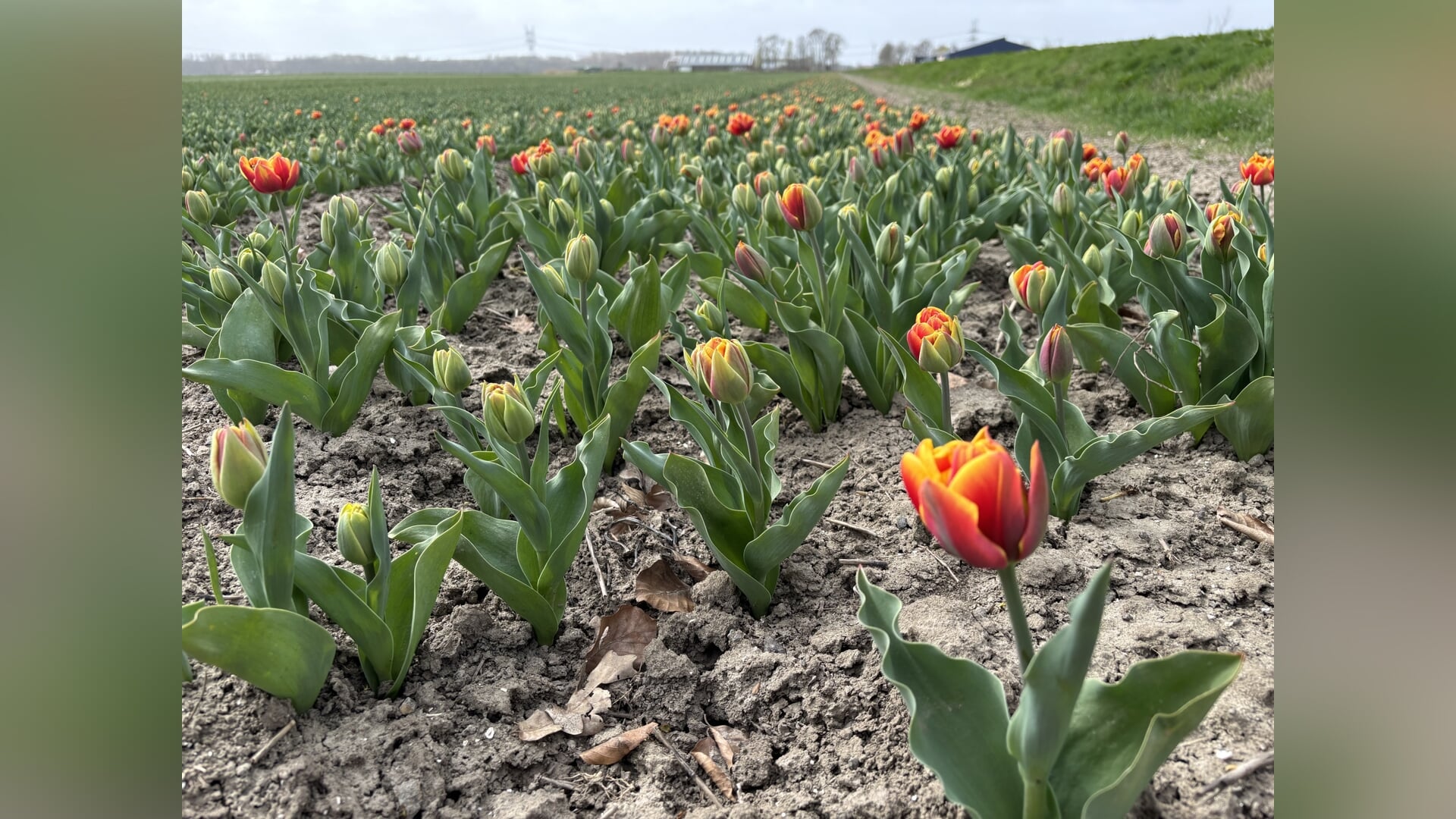 Tulpenroute Flevoland luidt tulpentijd in met kunst, muziek en plukroutes