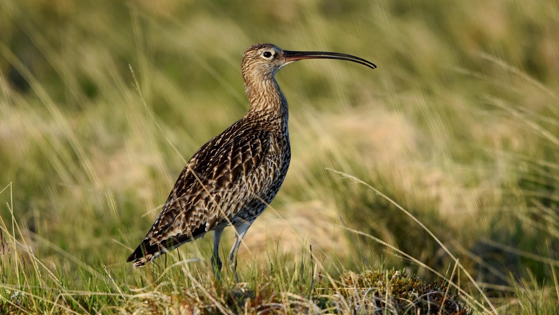 Groencafe vertoont documentaire ‘Vogels kun je niet melken’