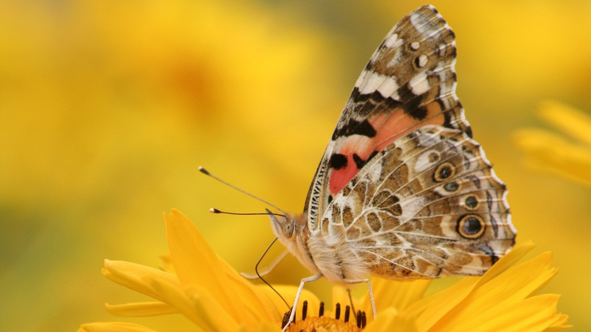 Workshop: De Levende Tuin – Maak van je tuin een oase vol leven!