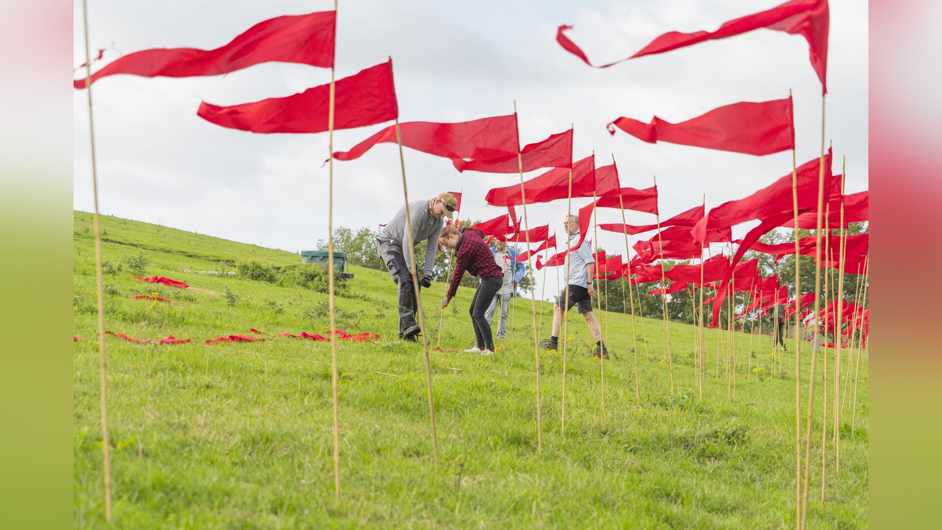De Vlagheide kleurt rood met vijftienduizend vlaggen voor vrede