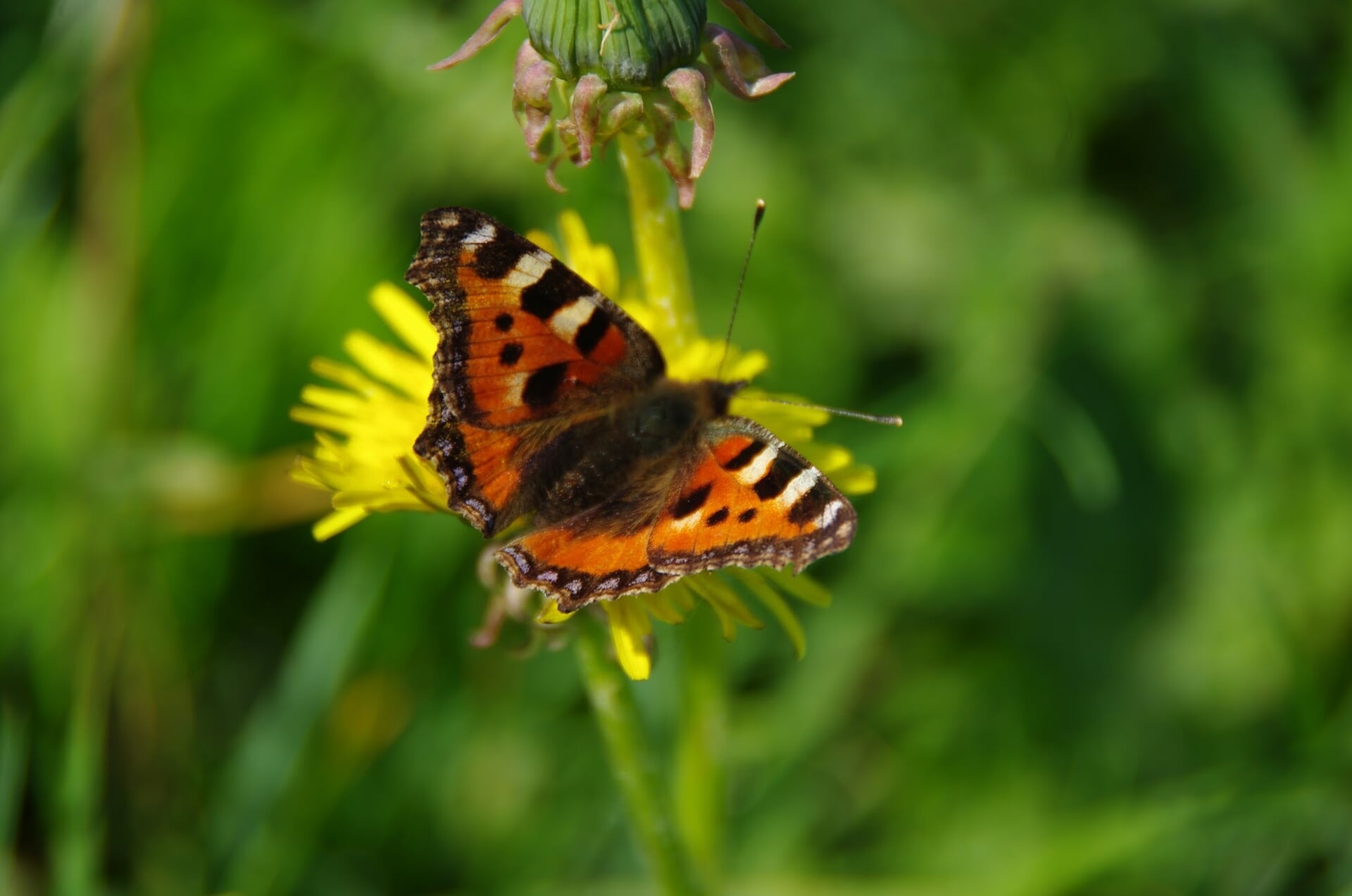 Vlinderliefhebbers gezocht voor tellen in Kuinderbos