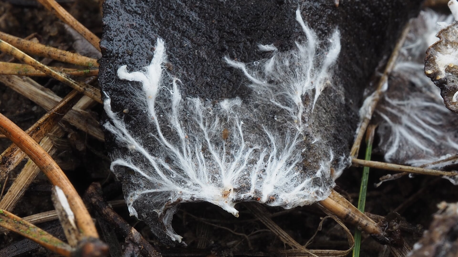 Het Wood-Wide-Web, de interactie tussen schimmels en planten