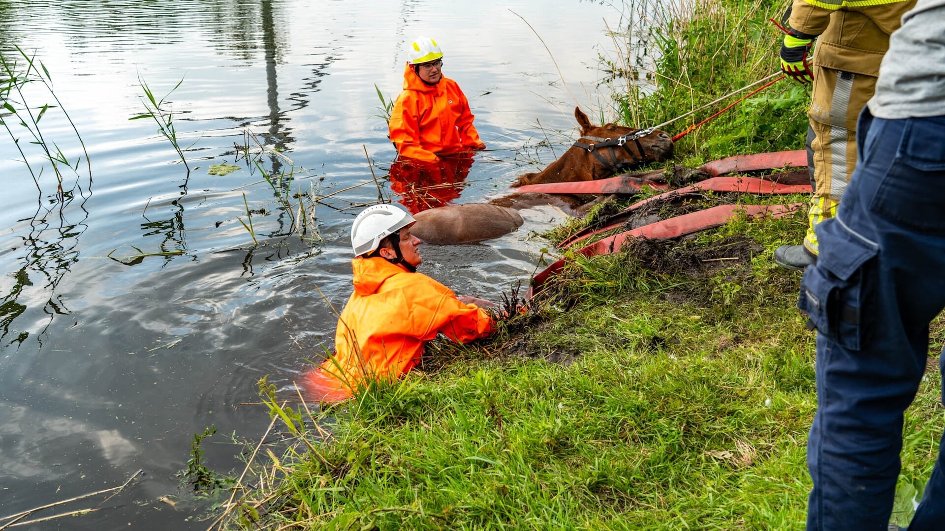 Paard uit sloot gered door brandweer in Zeewolde