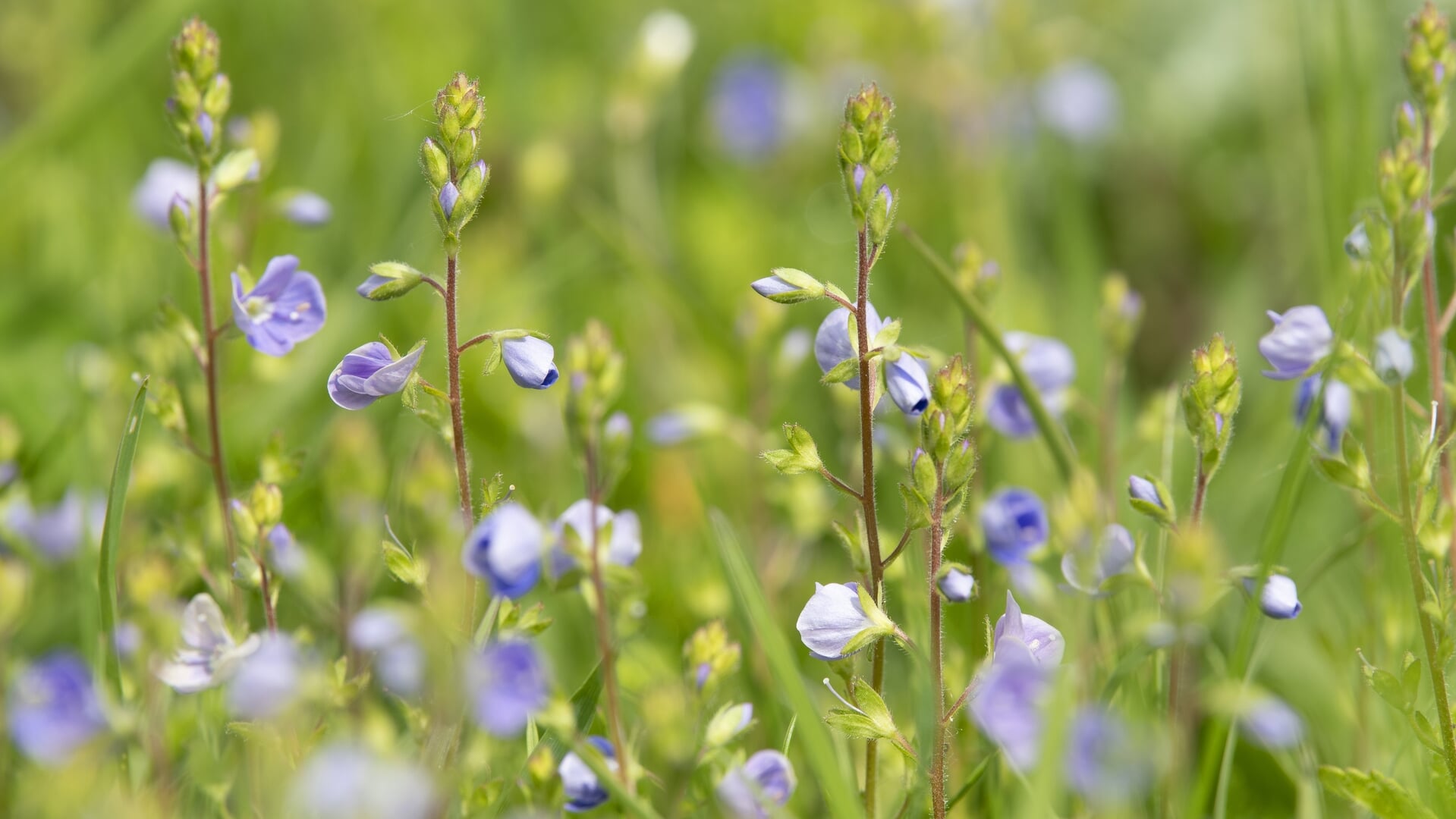 Bloemenexcursie op rivierduin bij Zwolle