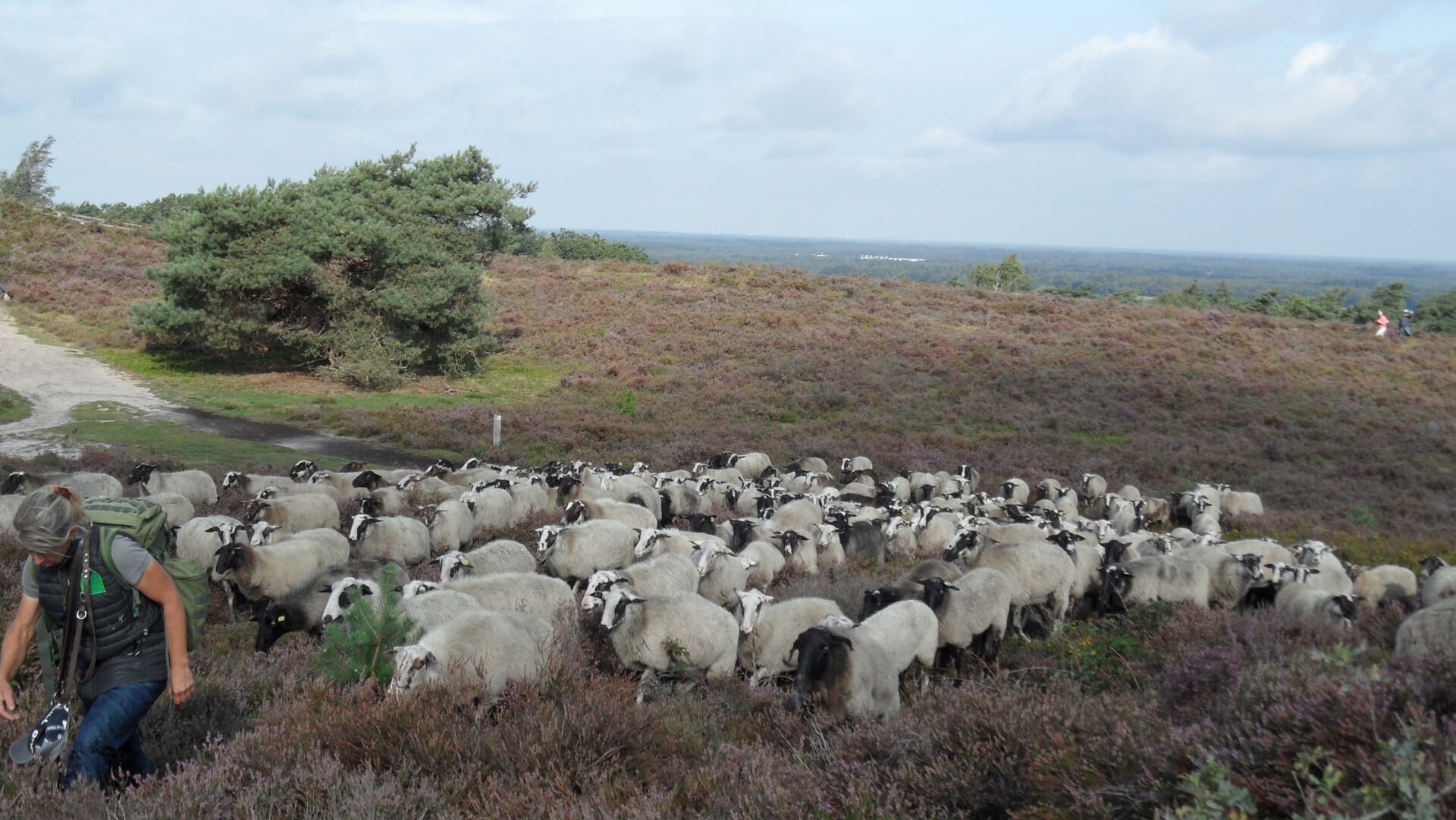 Haarles Amortocht gaat over heuvelachtige Lemelerberg