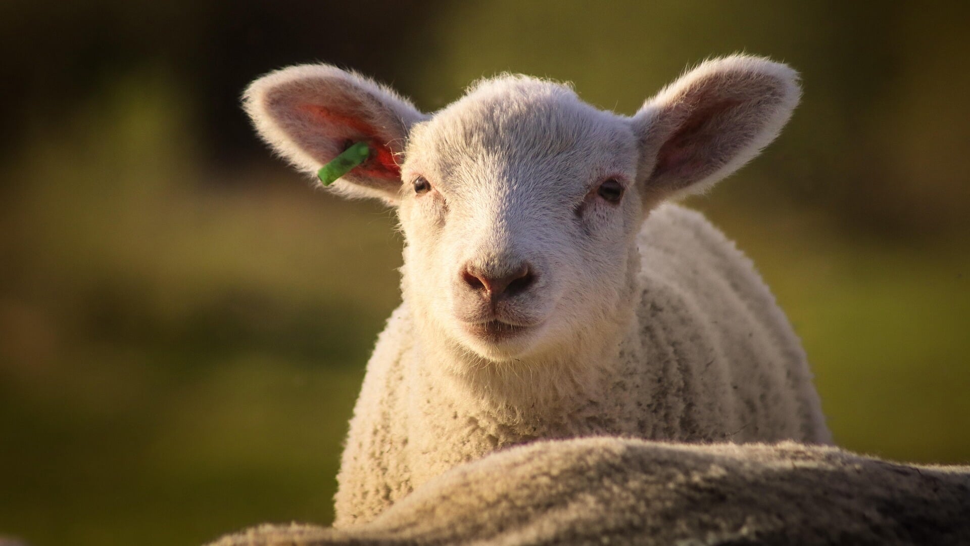 Schapen en geit krijgen scheerbeurt tijdens wolfeest in Buiten!