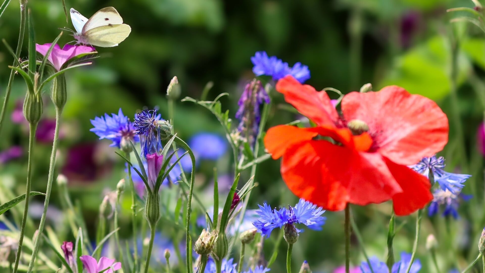 Als je samen zaait, bloeit er meer dan alleen bloemen