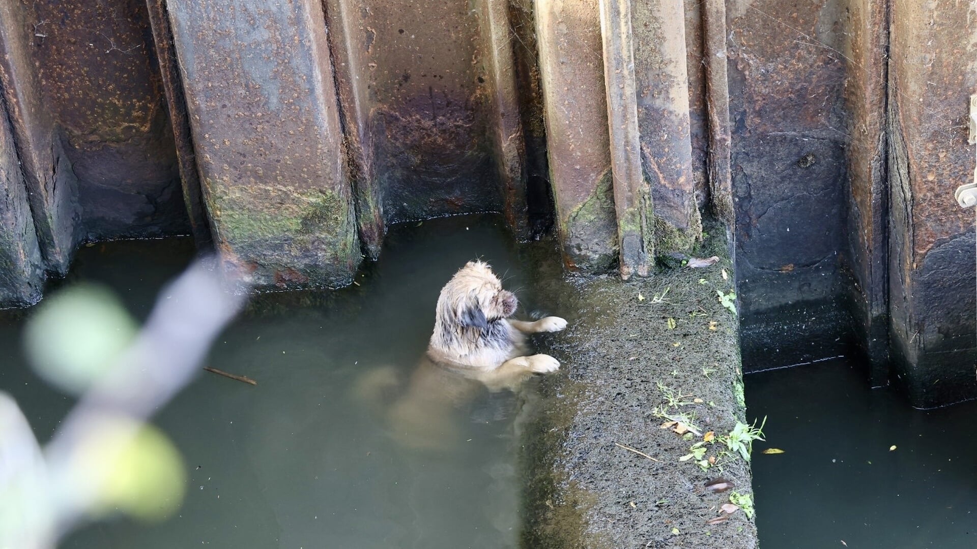 Hond gered uit Sambeekse Uitwatering