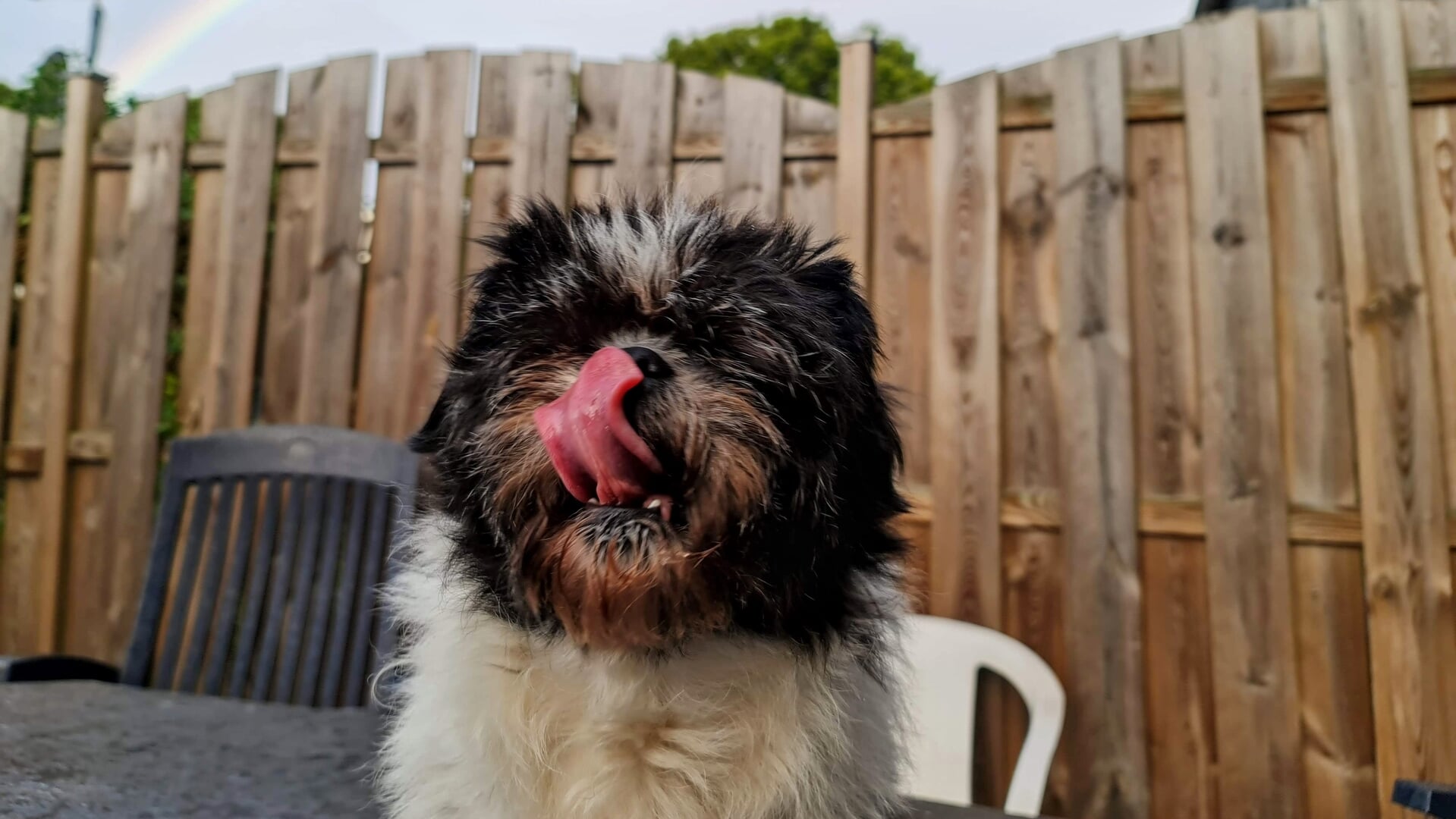 Hoe vier jij Dierendag?