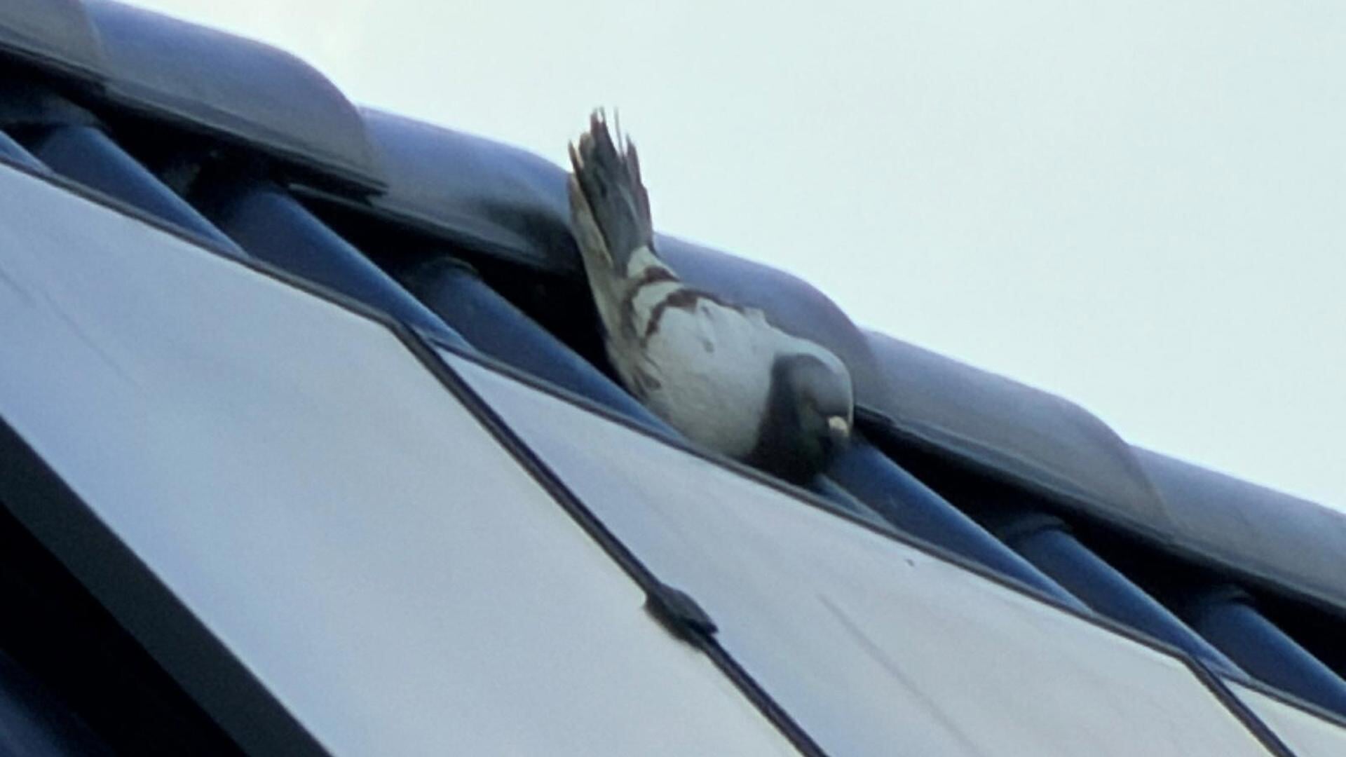 Duif vast aan dakpan op Rietbeemden
