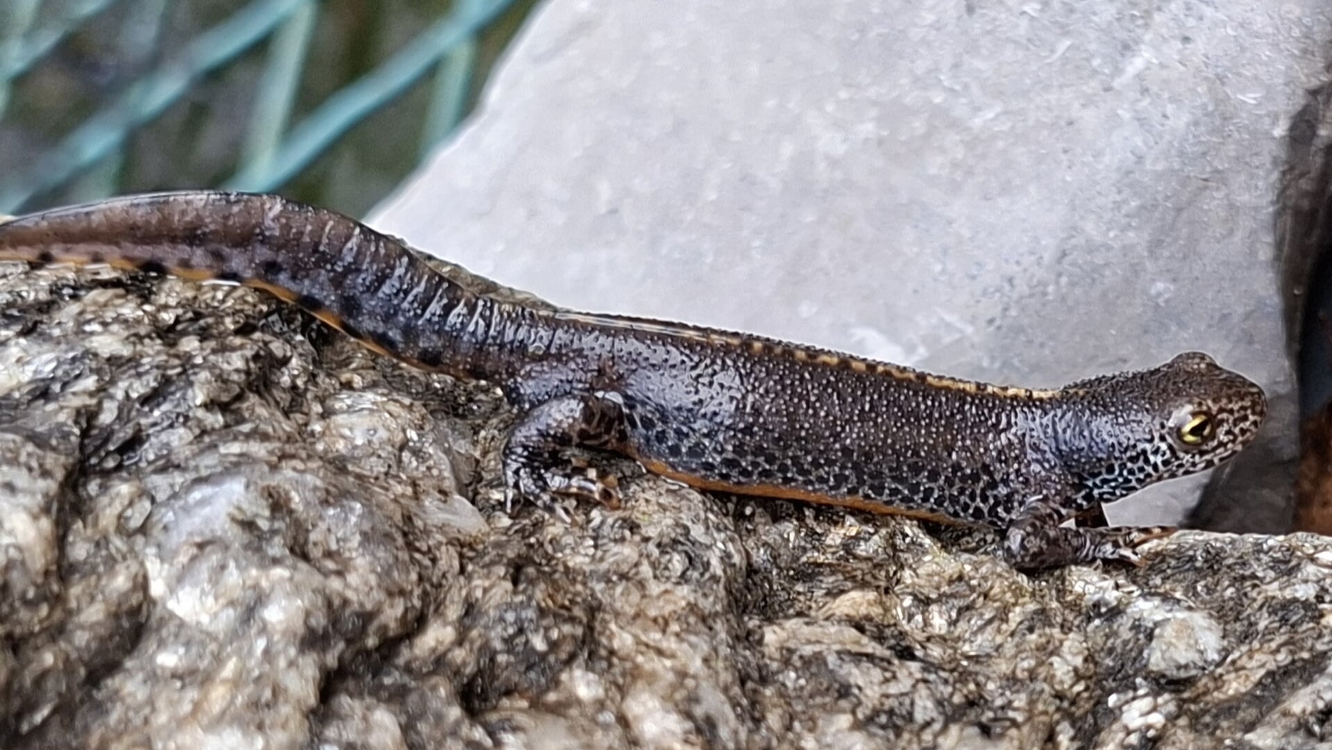 Opvallende vondst in Veghelse tuin: ‘Hoe komt zoiets in onze tuin?’