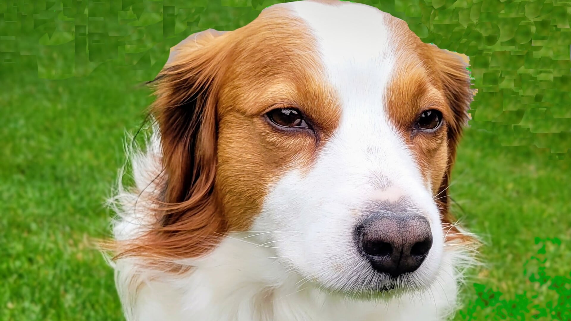 ‘Geef jij je portie aan Fikkie?’