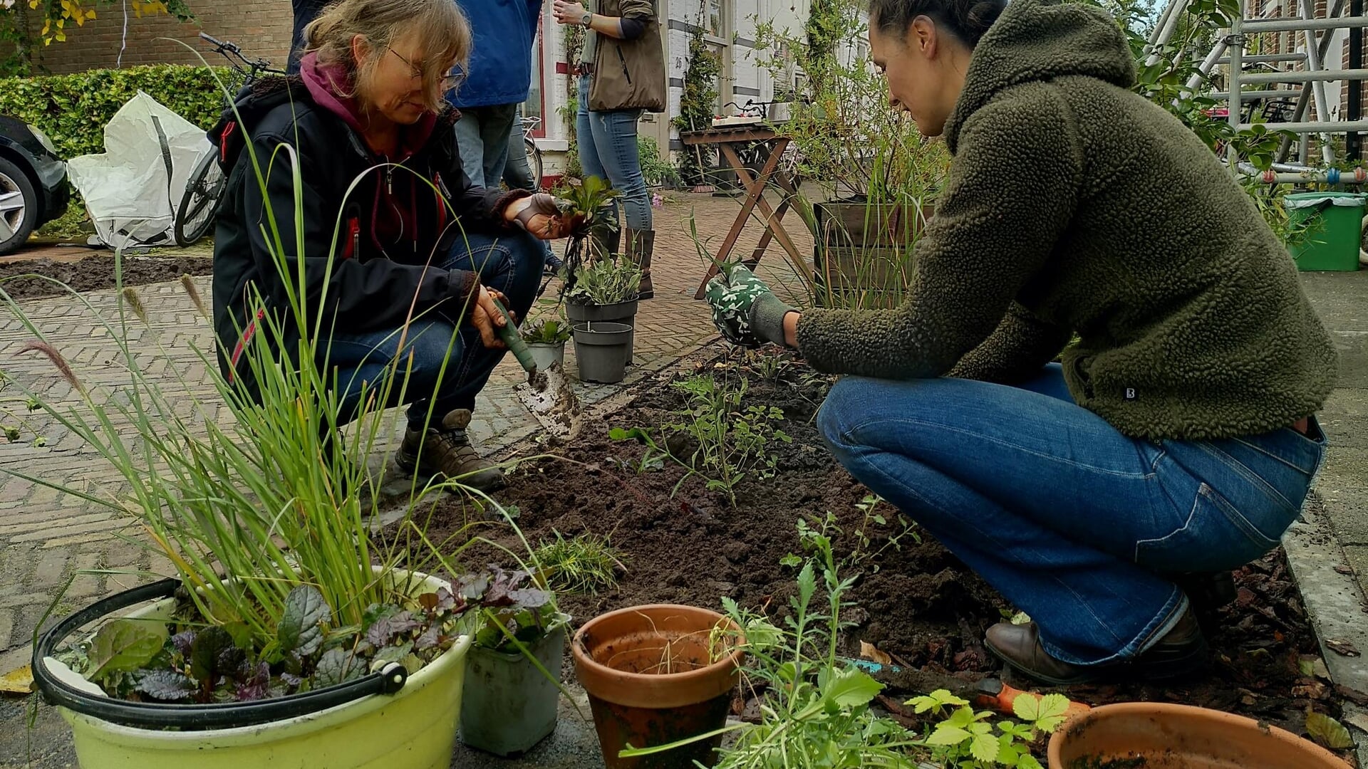 Meer bijen en vlinders door inheemse planten