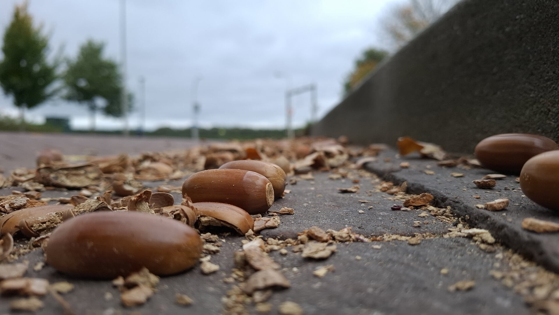 Eikelterreur! ‘Bommen’ op je autodak