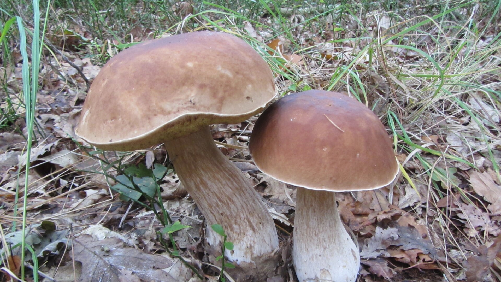 IVN Paddenstoeldag op de Eelerberg: ontdek de herfst in Hellendoorn