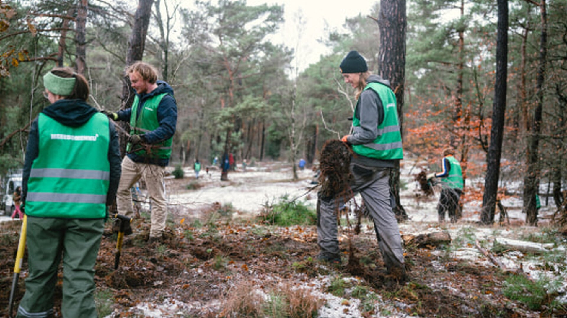 Berken uit Holten krijgen tweede leven