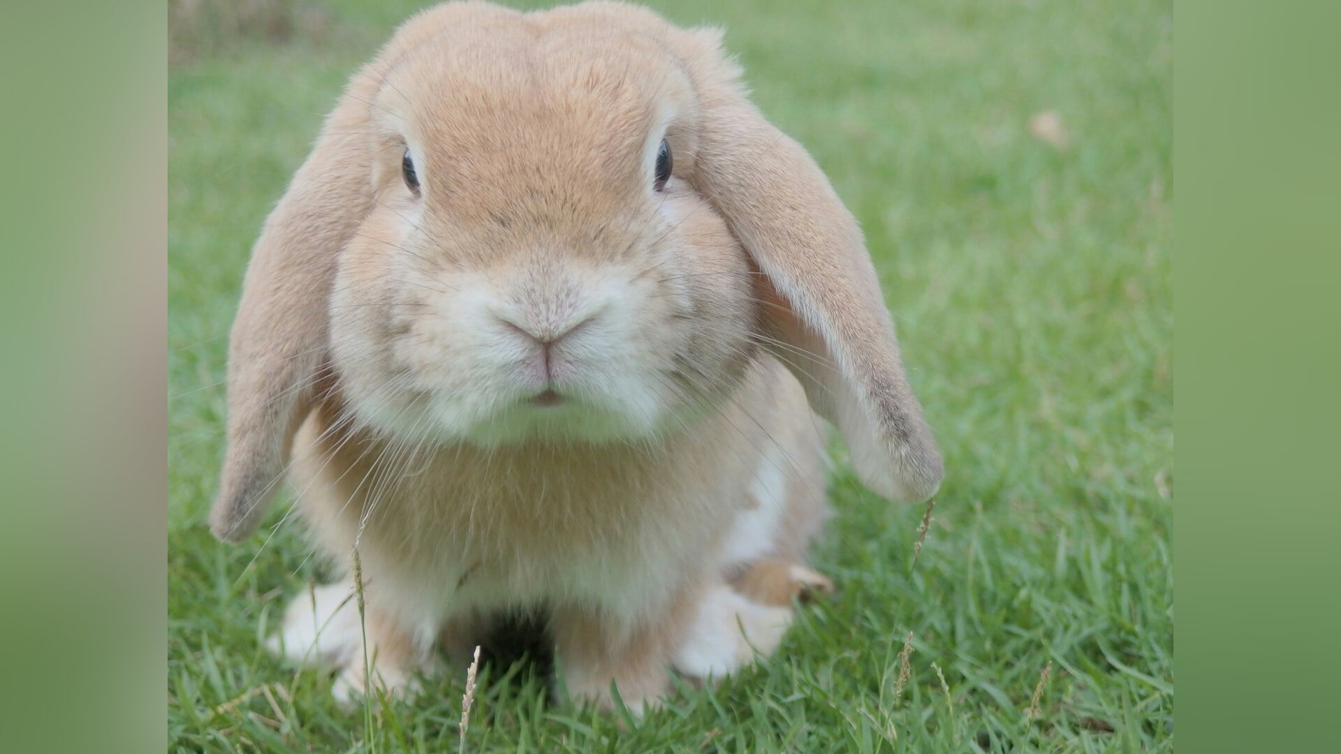 Noabershow HKSV met raskonijnen en sierduiven gaat door ondanks uitdagingen