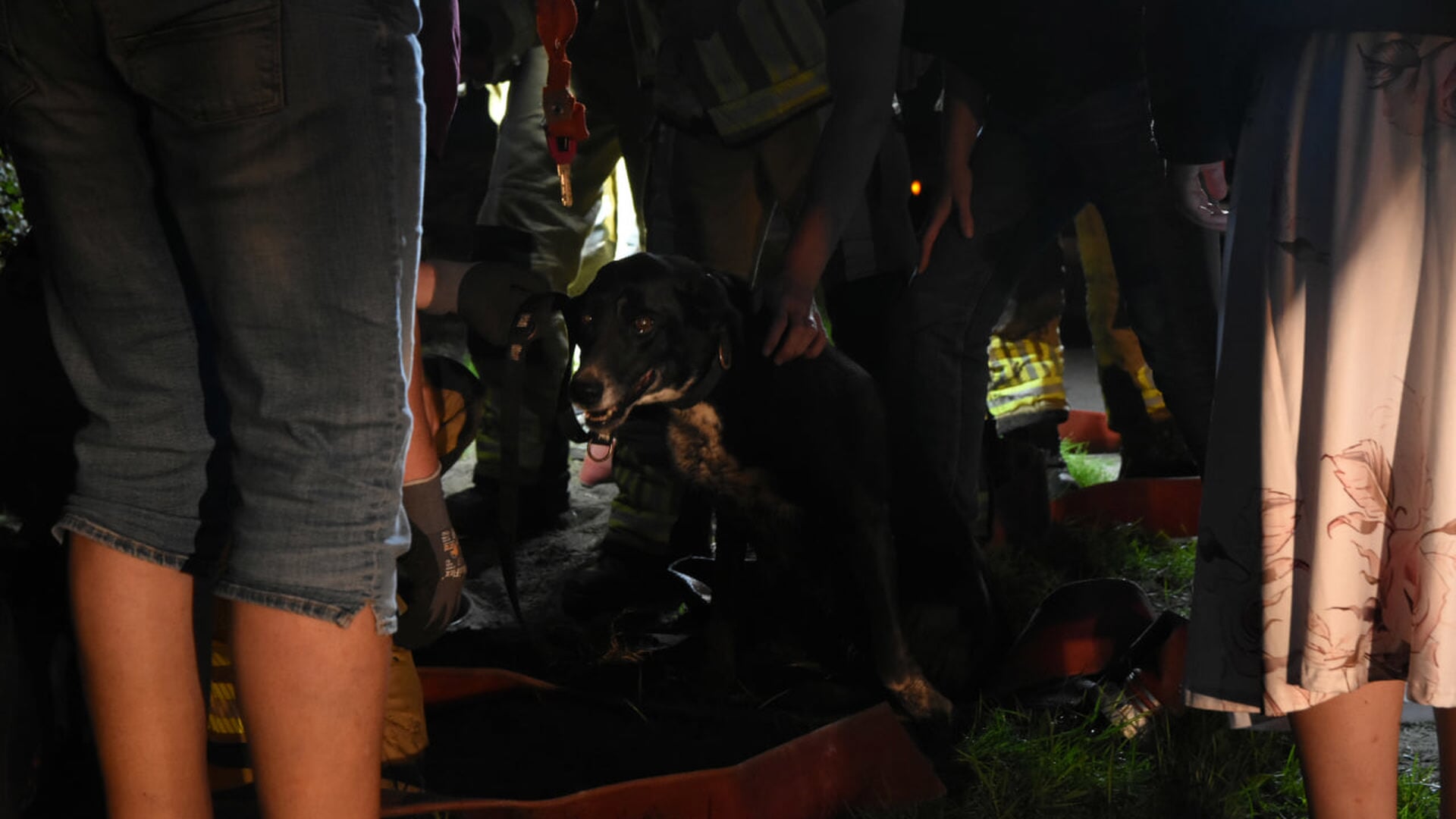 Brandweer redt vermiste hond uit rioolput in Wetering
