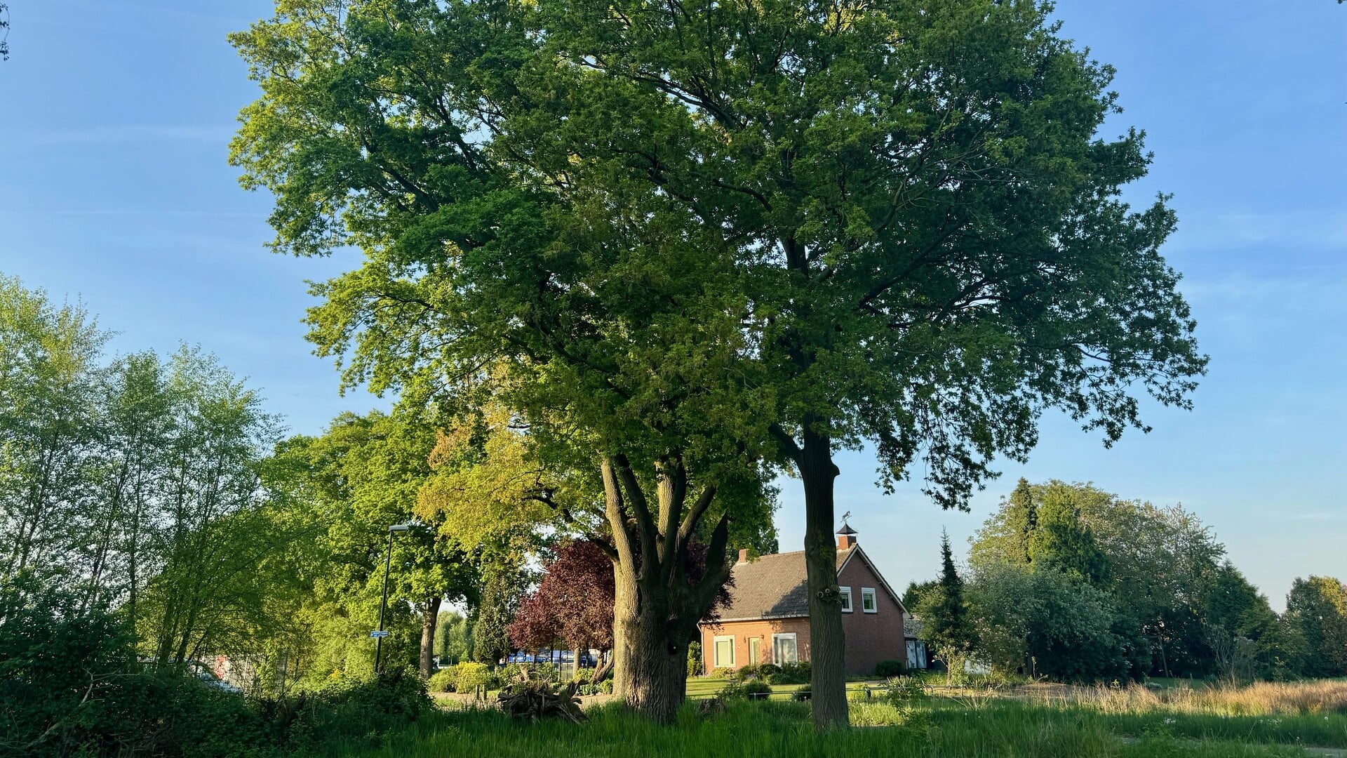 Nu zijn de bomen echt op hun mooist