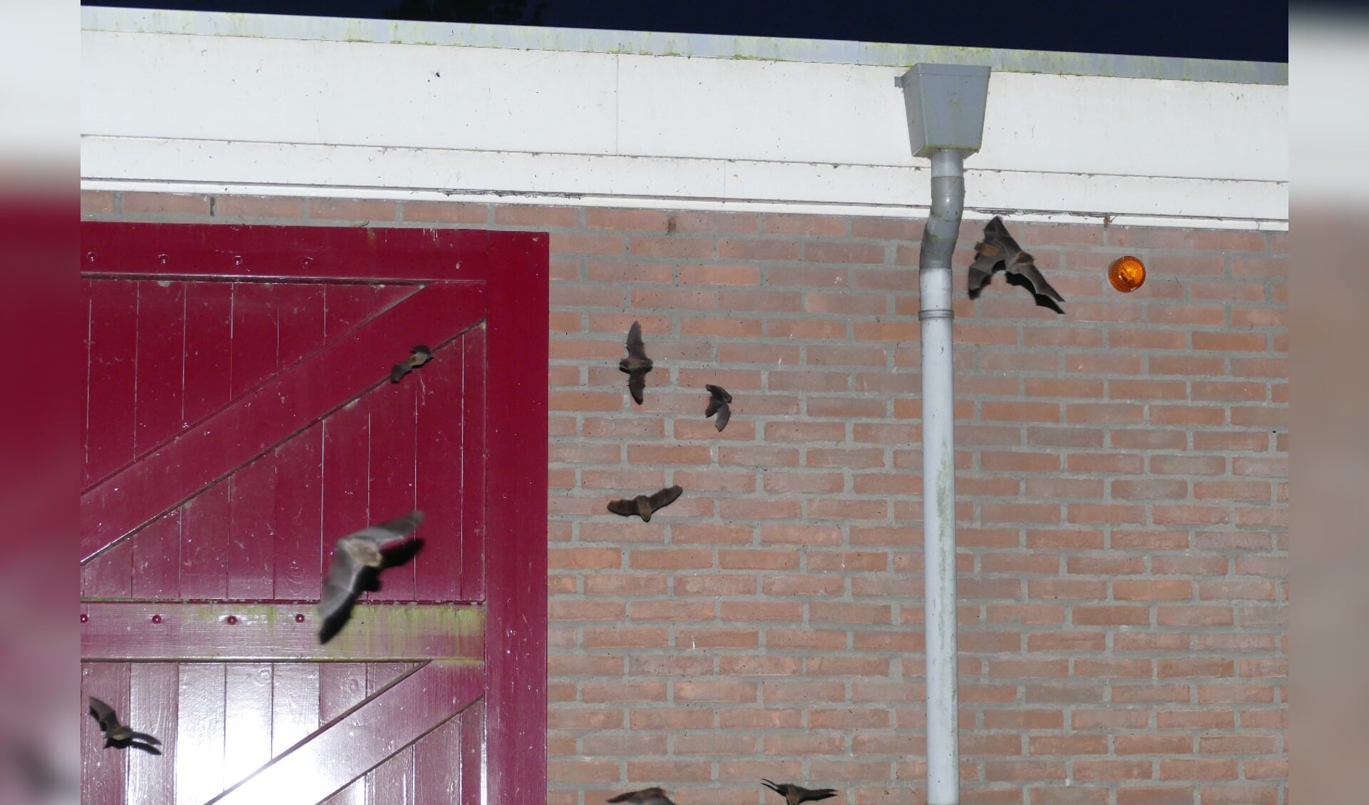 Vind je vleermuizen ook zo intrigerend? Doe mee aan de minicursus van de KNNV. Al het nieuws
