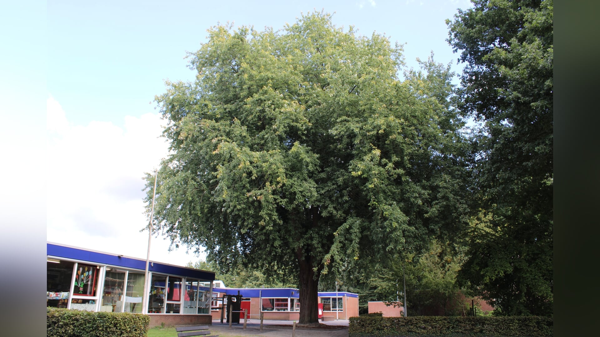 Een Boompje Opzetten | De witte Esdoorn op het schoolplein
