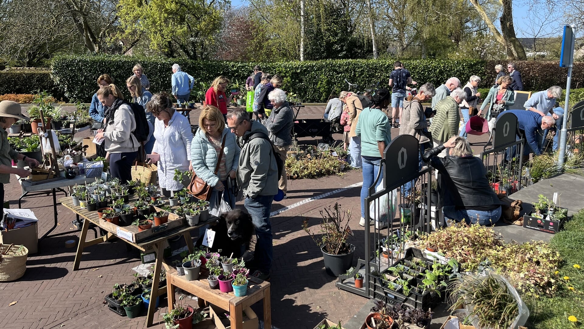 Herfstplantjes-en stekjesmarkt