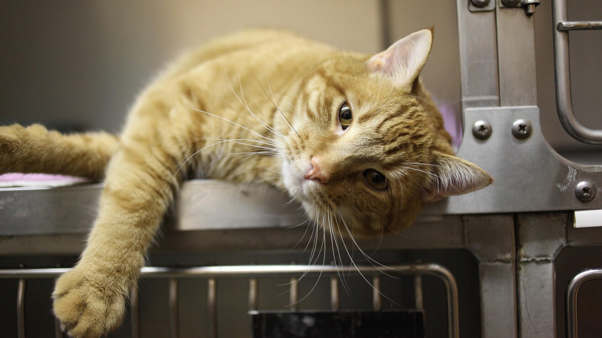 Kattenopvang Swifterbant stopt noodgedwongen door ziekte