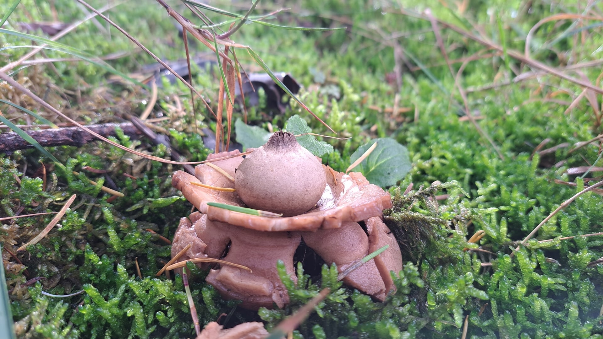 Bosgeluiden | Kleurrijk bos