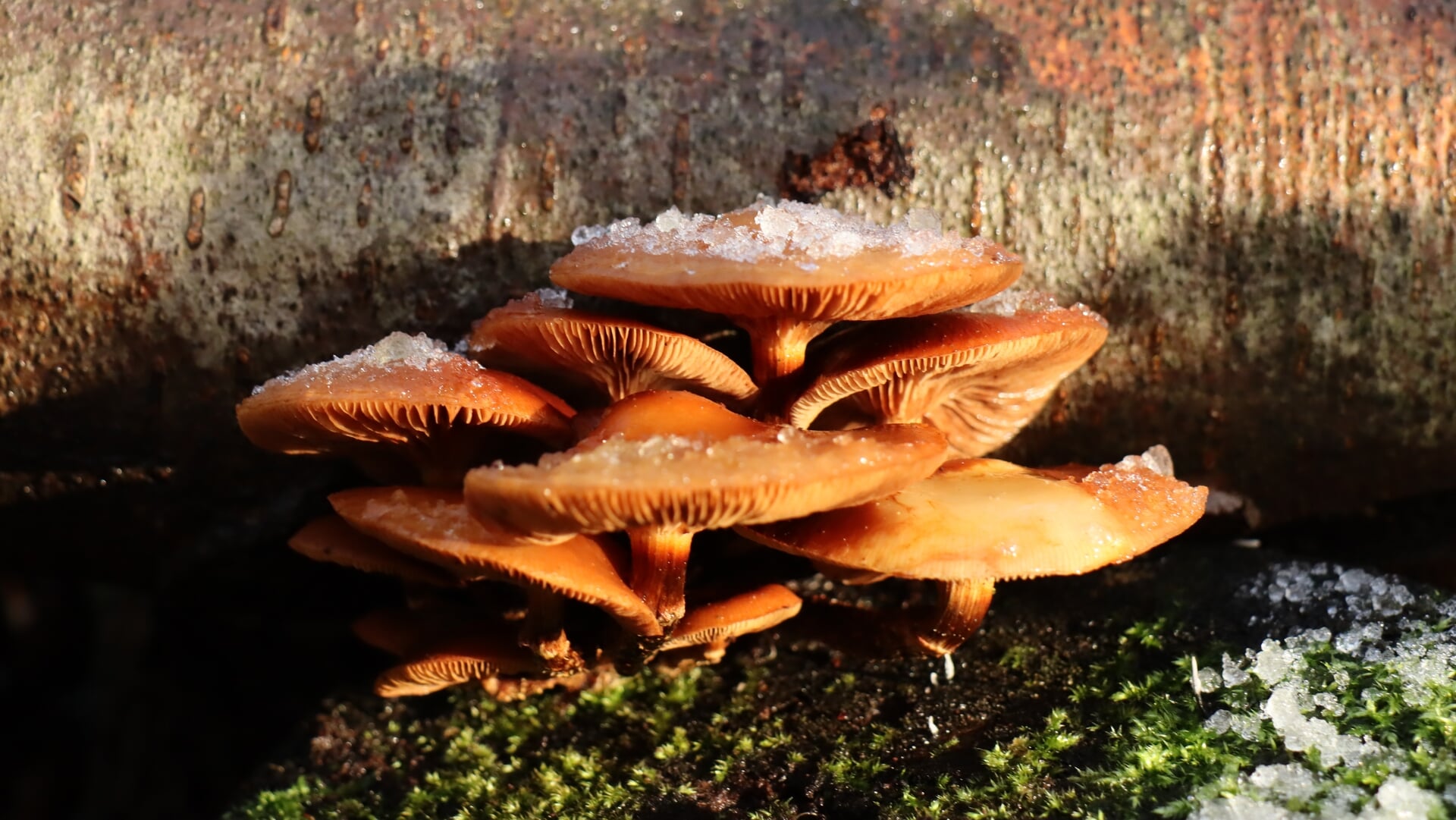 Paddenstoelen excursie met IVN