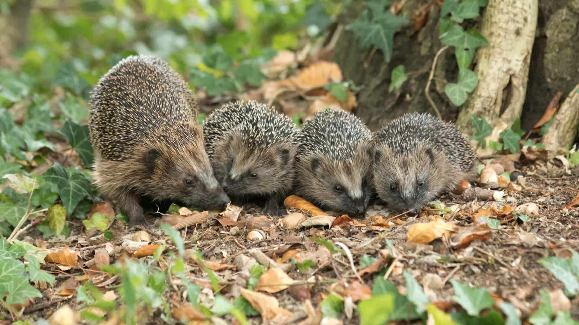 Herfstbladeren zijn geen afval, maar voeding voor je tuin