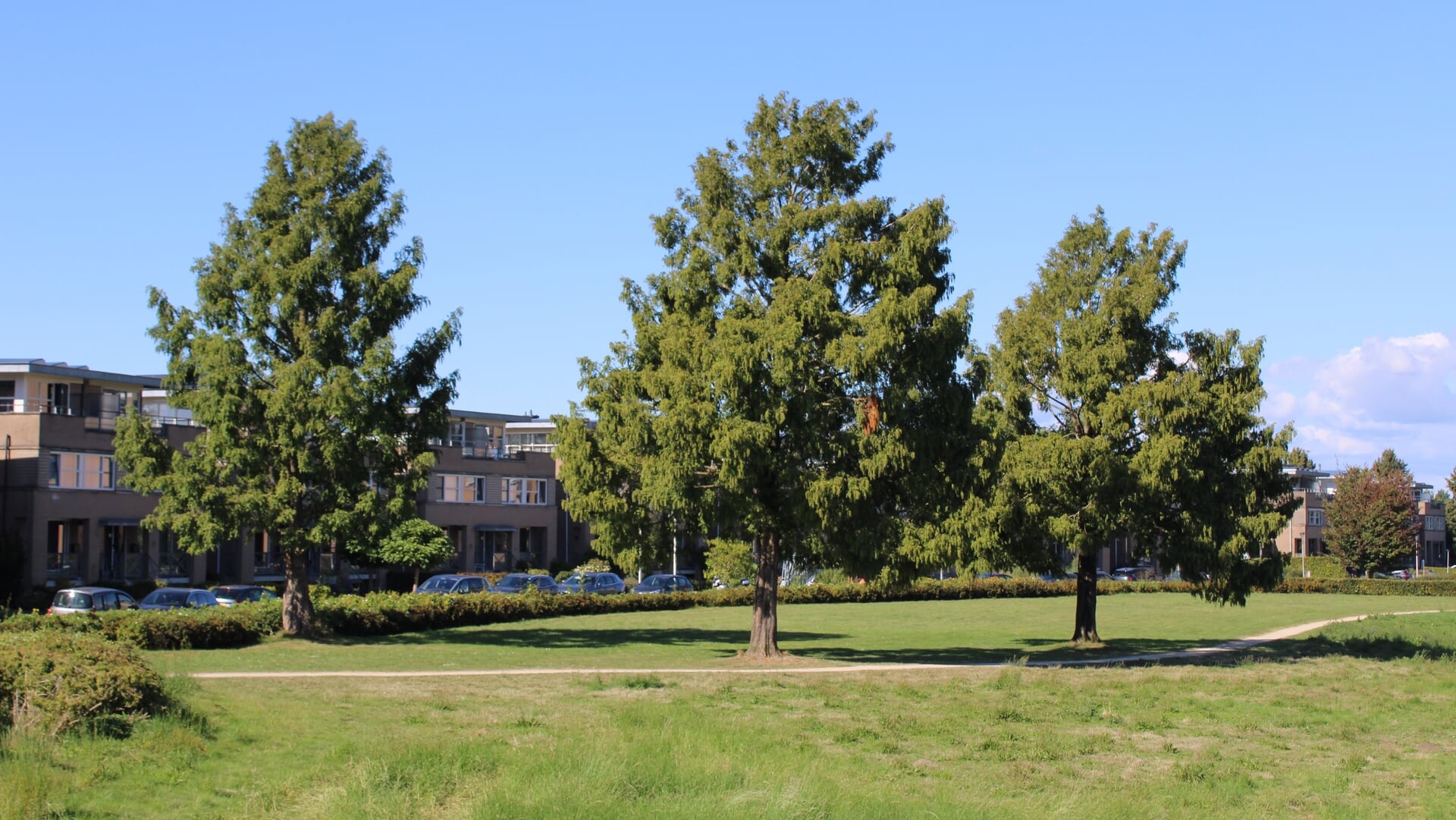 Een Boompje Opzetten | De watercipressen bij de Knip